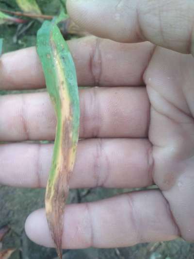 Southern Leaf Blight of Maize - Maize