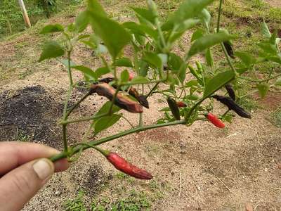 Podridão Mole da Pimenta - Pimentão e Pimenta