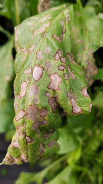 Pesticide Burn - Tomato