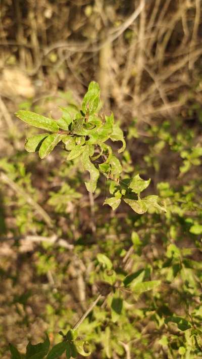 Spider Mites - Pomegranate