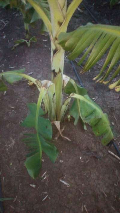 Phosphorus Deficiency - Banana