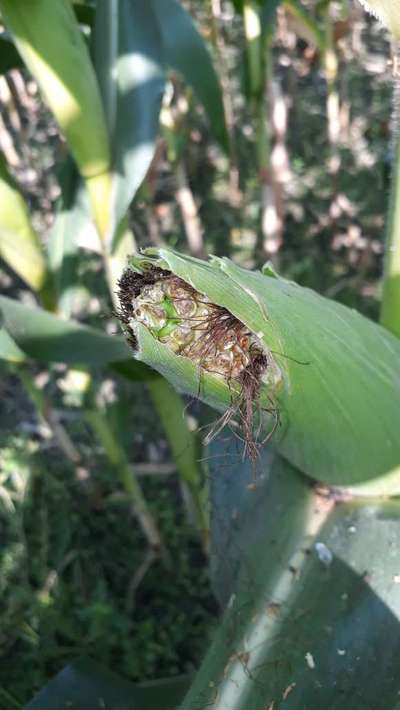 Helicoverpa Caterpillar - Maize