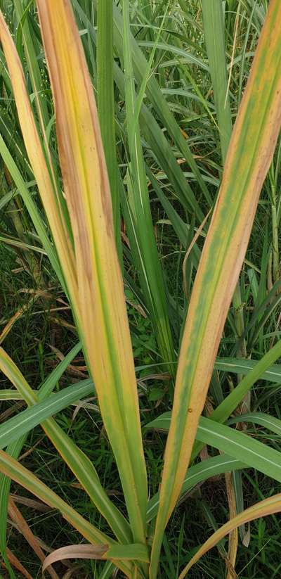 Potassium Deficiency - Sugarcane