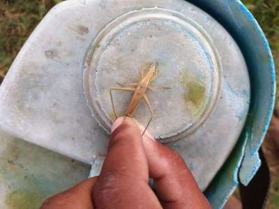 Short horned Grasshopper and Locust - Cauliflower