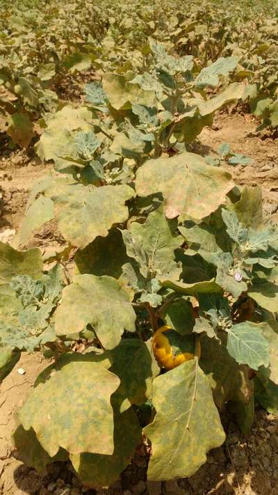 Pesticide Burn - Brinjal