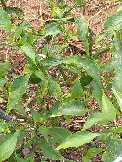 Mancha bacteriana - Pimentão e Pimenta