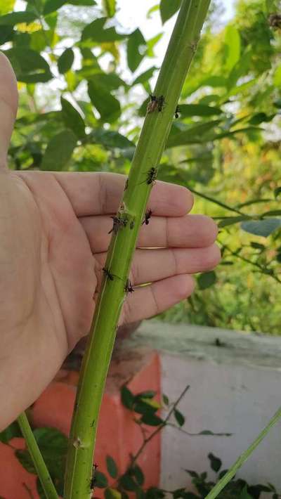 Cowbugs - Pigeon Pea & Red Gram