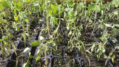 Damping-Off of Seedlings - Tomato