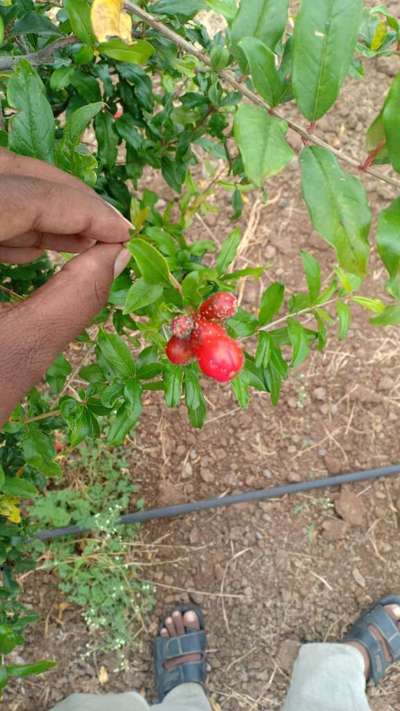 ಕರಿಹೇನು ರೋಗ(ಅಫಿಡ್) - ದಾಳಿಂಬೆ