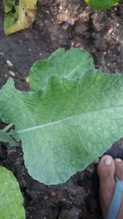 Magnesium Deficiency - Cabbage