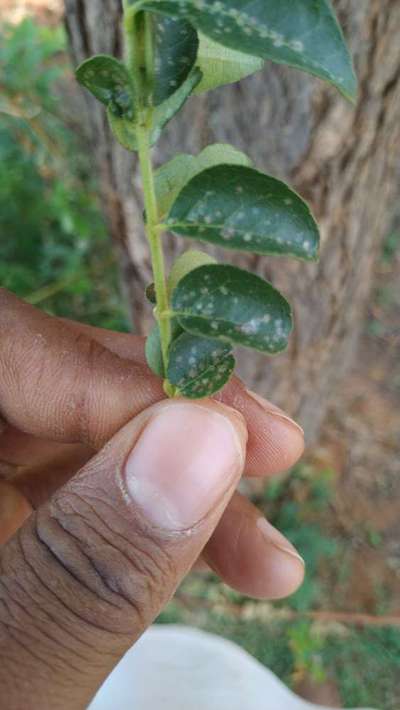 Citrus Hindu Mite - Citrus