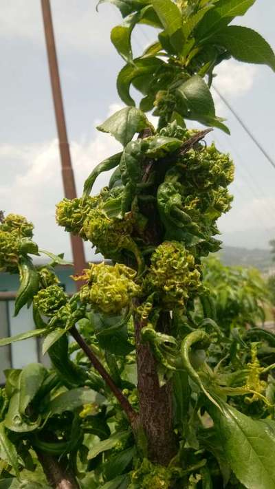 Peach Leaf Curl - Peach