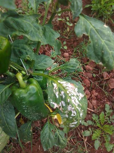 Moscas minadoras o minadores - Capsicum y chile