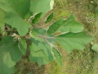 Whiteflies - Brinjal