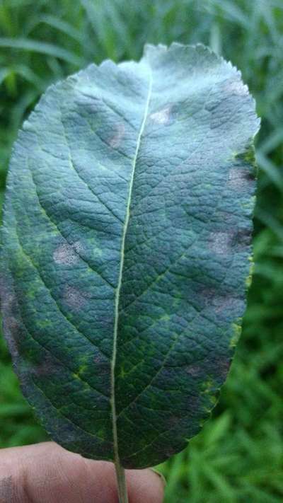 Downy Mildew - Apple