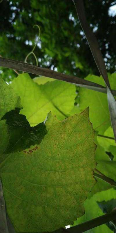 Leafhoppers and Jassids - Grape