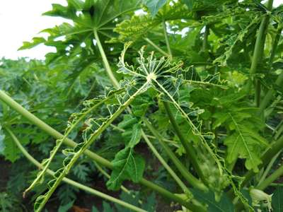 Ring Spot Virus - Papaya