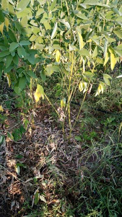 Powdery Mildew - Pigeon Pea & Red Gram