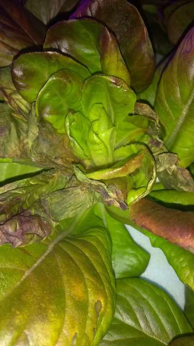 Potassium Deficiency - Lettuce