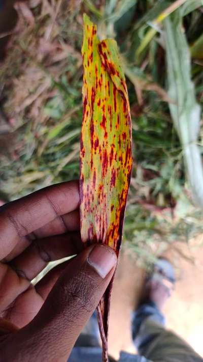 Pyricularia Leaf Spot - Sugarcane