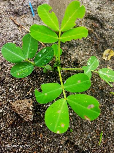 Nitrogen Deficiency - Peanut