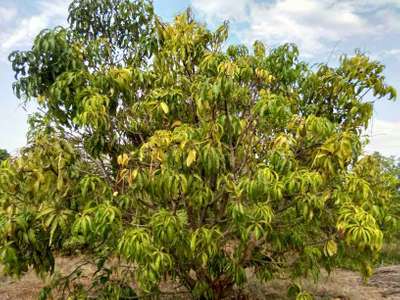 ಮಾವಿನ ಡೈಬ್ಯಾಕ್ ರೋಗ - ಮಾವು