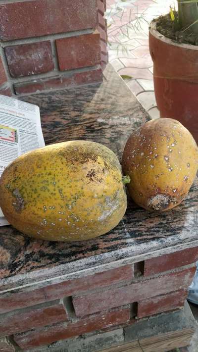 Black Spot Disease of Papaya - Papaya