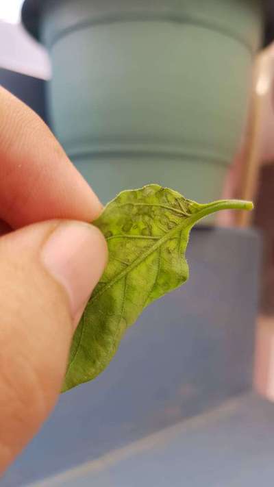 Chilli Cercospora Leaf Spot - Capsicum & Chilli