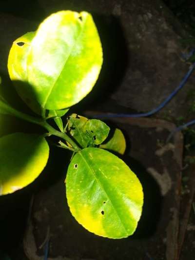 Potassium Deficiency - Citrus