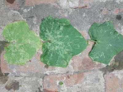 Leaf Miner Flies - Cucumber