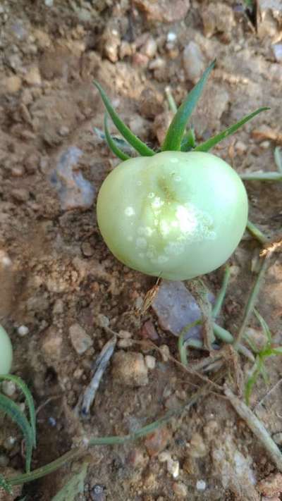 Bacterial Canker of Tomato - Tomato