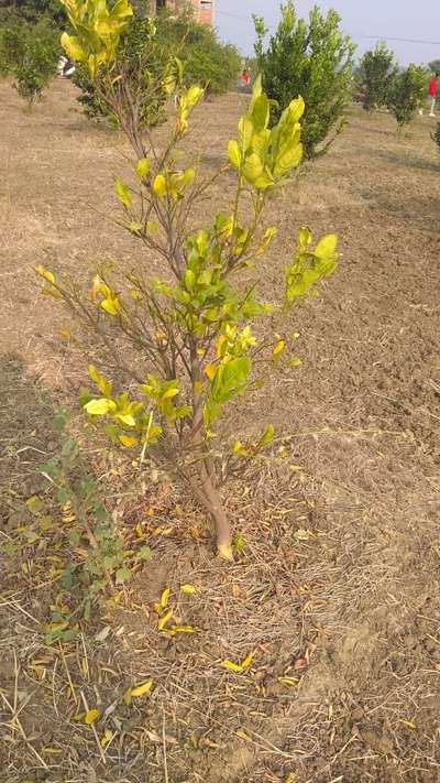 साइट्रस की तेल ग्रंथियों का संक्रमण (मेलानोज़) - सिट्रस (नींबू वंश)