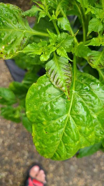 Phosphorus Deficiency - Capsicum & Chilli