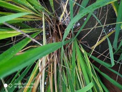 Brown Planthopper - Rice