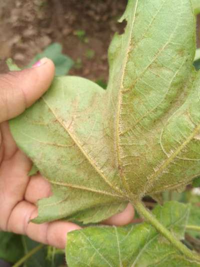 Thrips - Cotton