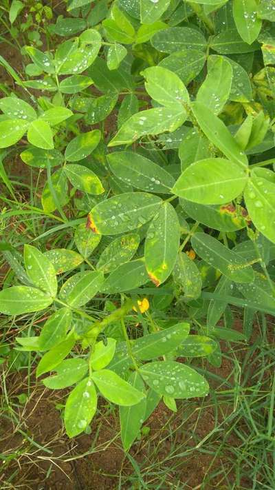 Leafhoppers and Jassids - Peanut