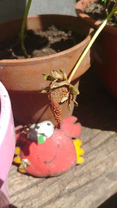 Angular Leaf Spot of Strawberry - Fresa