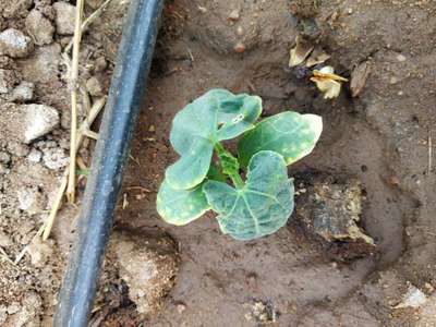 Leafhoppers and Jassids - Cucumber