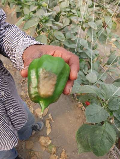 Blossom End Rot - Capsicum & Chilli