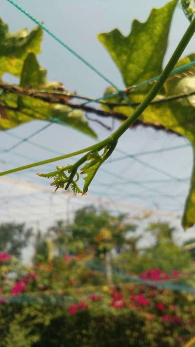 കാൽസ്യത്തിന്‍റെ അപര്യാപ്തത - കാപ്സിക്കവും മുളകും