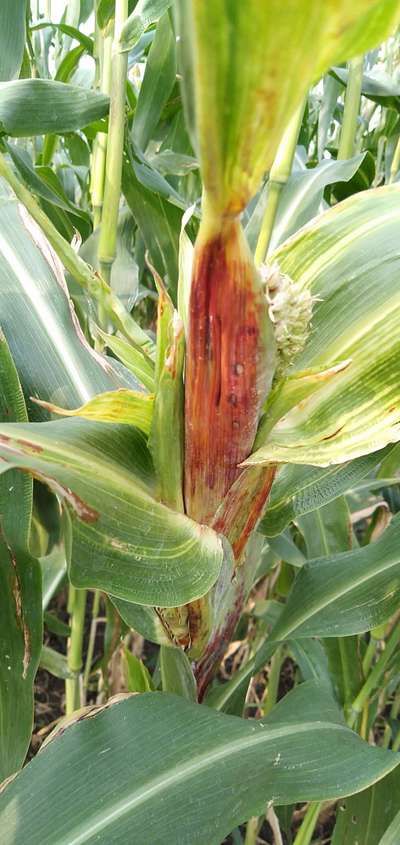 Red Rot - Sorghum