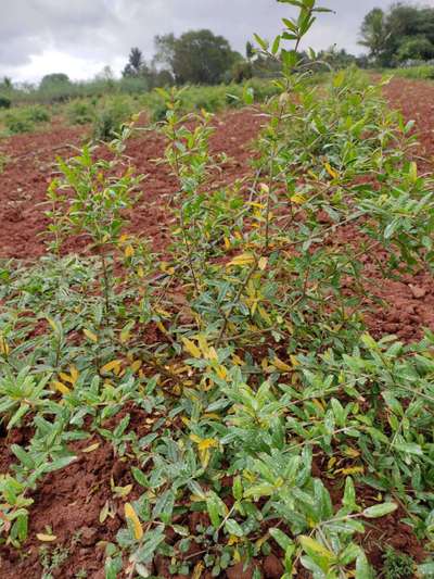 Nitrogen Deficiency - Pomegranate