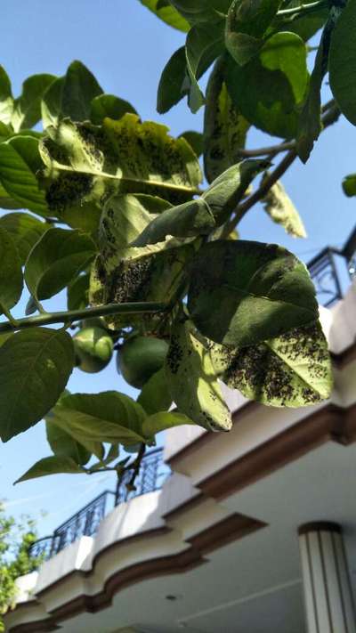 Black Citrus Aphid - Citrus