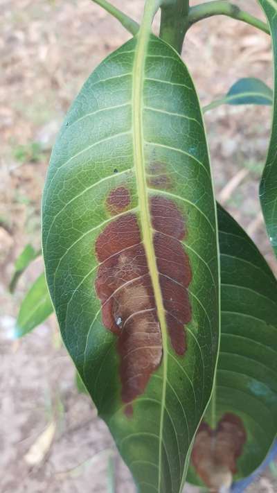 Minador de las hojas del anacardo - Mango