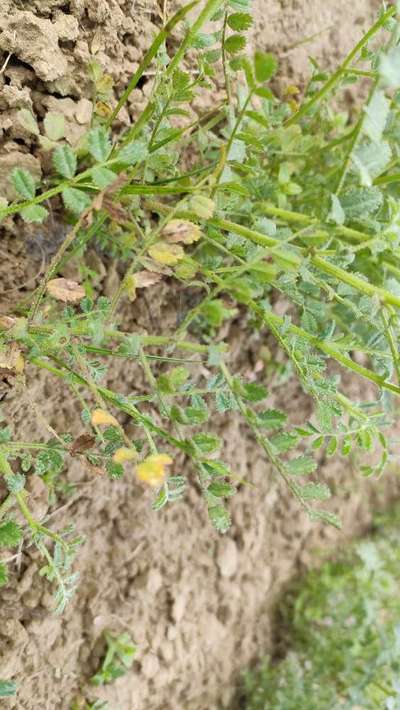 Ascochyta Blight - Chickpea & Gram