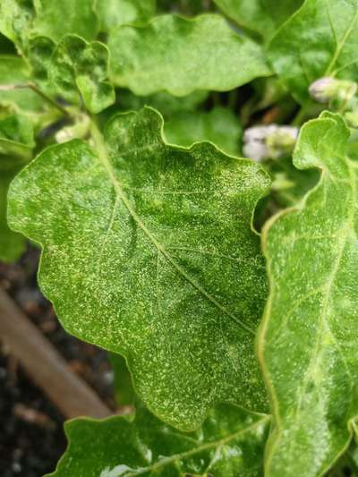 Phomopsis Blight - Brinjal