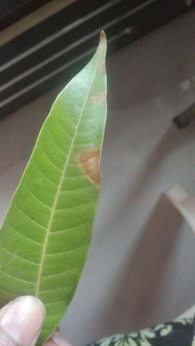 Nitrogen Deficiency - Mango