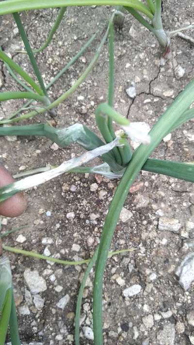 ಕಾಂಡ ಕೊಳೆತ - ಈರುಳ್ಳಿ