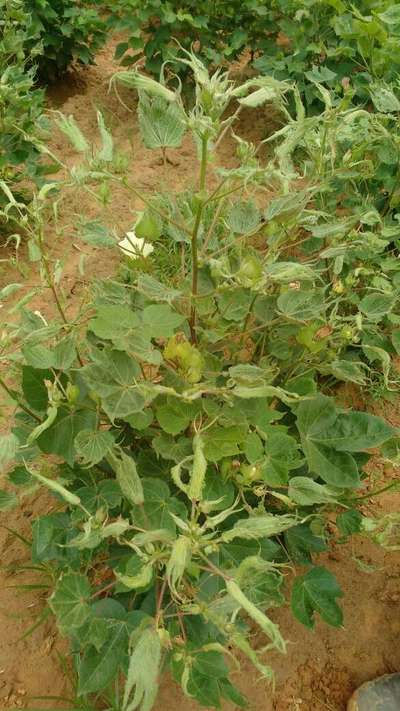 Herbicide Growth Damage - Cotton