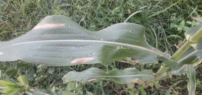 Bean Leaf Webber - Maize